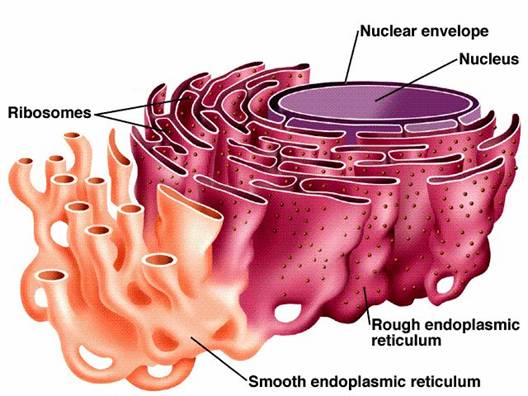 What does the endoplasmic reticulum look like? | Socratic